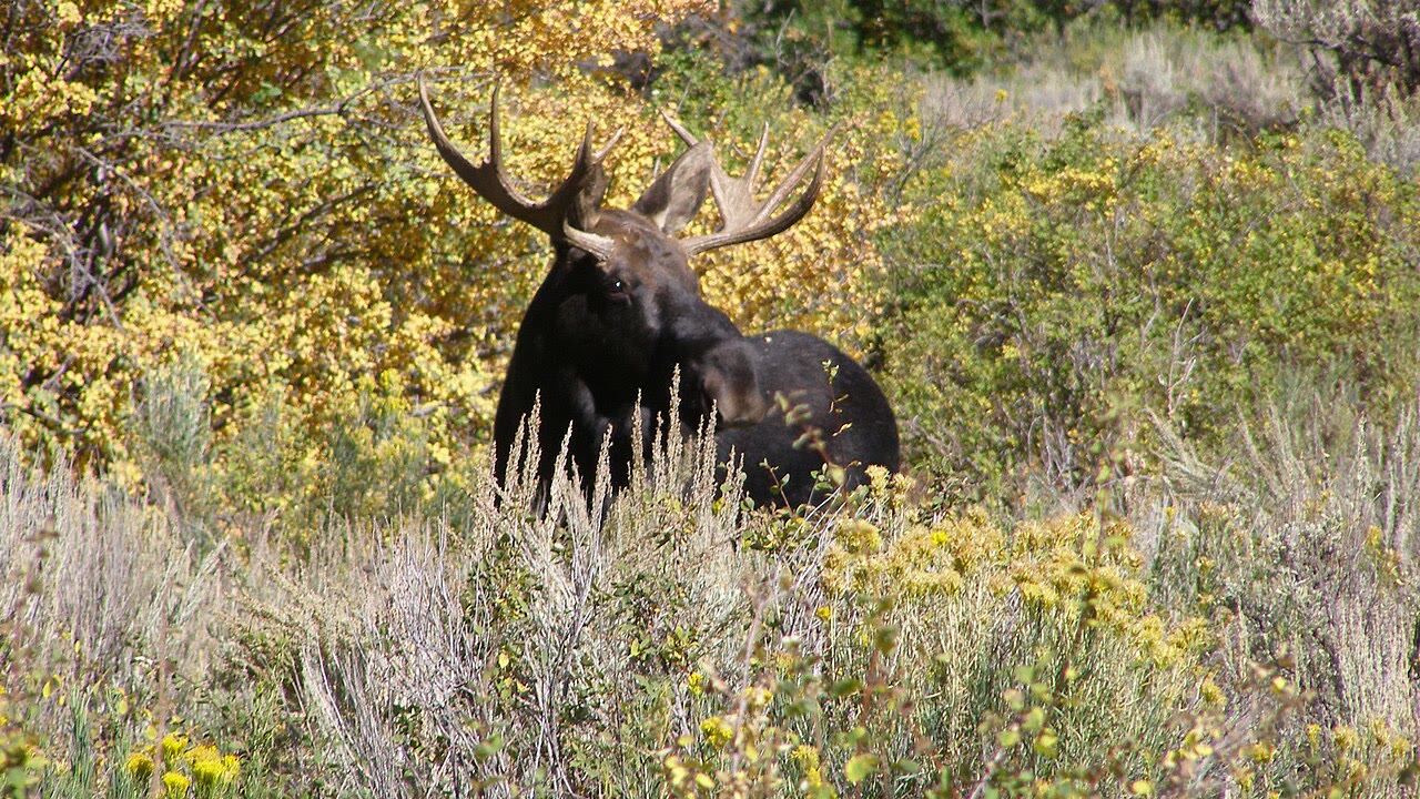 Flying Moose 2027